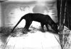 Thylacine-Tasmanian-Wolf_BZ_02-00-03.jpg