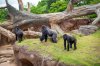 Gorilla-Family-Outside-0002-2358_Houston-Zoo_Stephanie-Adams.jpg