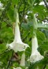 Brugmansia arborea 1.jpg
