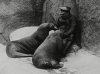 copenhagen 1923 walrus.png