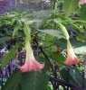 Brugmansia suaveolens.jpg