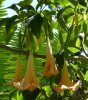 Brugmansia versicolor.jpg