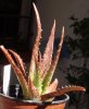 Aloe dorotheae.jpg