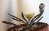 Astrophytum caput-medusae en flor 2.jpg