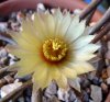 Astrophytum caput-medusae flor.jpg