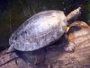Batagur borneoensis 2.jpg