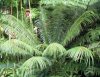 Cycas wadei.jpg