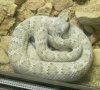 Crotalus catalinensis.jpg
