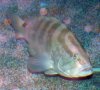 Epinephelus striatus 2.jpg