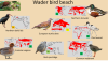Planckendael - Wader bird beach.png
