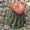 Melocactus conoideus (30-7-19 Botánico de Bronx).jpg