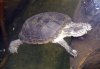 Mauremys annamensis (11-8-13 Zoo de Plzen, det as Annamemys).jpg