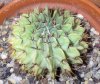 Parodia buiningii Chema.jpg