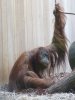 Pongo pygmaeus 3 (7-8-17 Zoo Wuppertal).jpg
