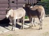 Equus africanus somalicus (12-8-13 Zoo Liberec).jpg
