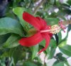 Hibiscus clayi.jpg