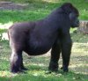 Gorilla gorilla 2.jpg