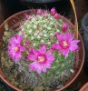 Mammillaria zeilmanniana (21-4-07 Zaragoza, comprada el 1-5-04 en Sopesens).jpg