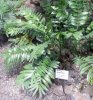 Zamia pygmaea (12-8-13 Botánico de Liberec).jpg