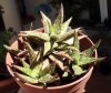 Aloe jucunda.jpg