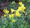 Genista salsoloides.jpg