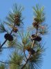Pinus torreyana (12-7-16 La Jolla, det yo).jpg
