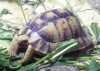 Testudo kleinmanni (20-8-12 Tierpark Hellabrunn).jpg