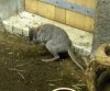 Bettongia penicillata ogilbyi 2.jpg