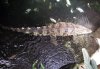 Crocodylus siamensis.jpg