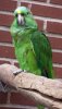 Amazona auropalliata.JPG