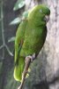 Amazona auropalliata 2.jpg