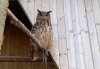 20220324_144815 eurasian eagle-owl.jpg