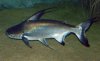 Pangasius sanitwongsei (12-10-16 Acuario Fluvial de Zaragoza).jpg