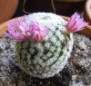 Mammillaria herrerae en flor (12-4-15 Chema).jpg
