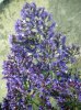 Limonium stevenii.jpg