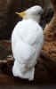 Cacatua sulphurea citrinocristata.jpg