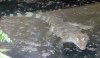 Crocodylus mindorensis 1.jpg