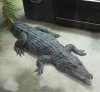 Crocodylus mindorensis 2.jpg