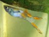 Poecilia wingei 3 (2-3-11 Aquatec).jpg