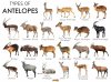 Types-of-Antelopes.jpg