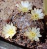 Mammillaria duwei 2 (20-4-02).jpg