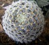 Mammillaria duwei.jpg