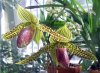 Paphiopedilum rothschildianum (Munich).jpg