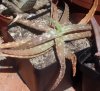 Aloe ankoberensis.jpg