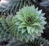 Araucaria araucana Kew.jpg