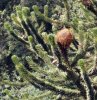 Araucaria araucana.jpg