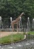 20140527_113611 giraffe enclosure massai giraffe.jpg