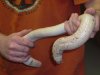White Worm Lizard (Oklahoma City Zoo).JPG