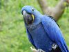 Hyacinth Macaw (4).JPG