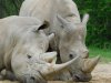 Southern White Rhino (13).JPG